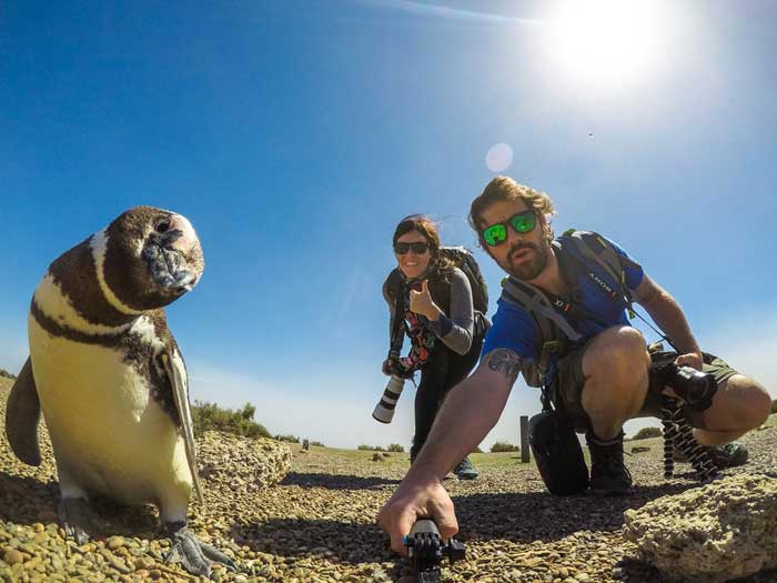 penguin selfie