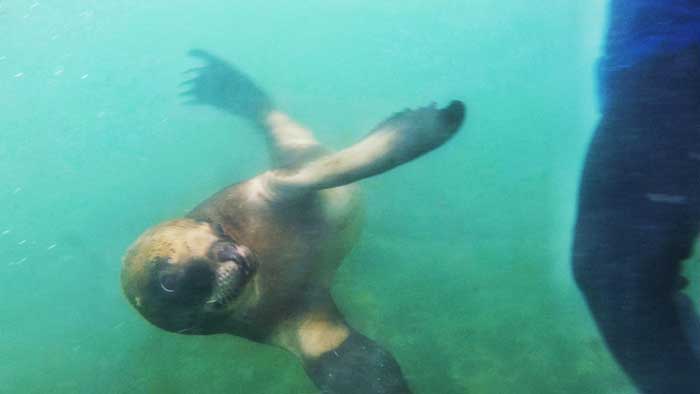 snorkelling with sea lions