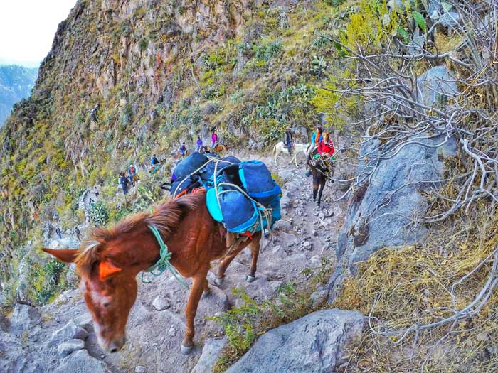 mules-in-colca-canyon