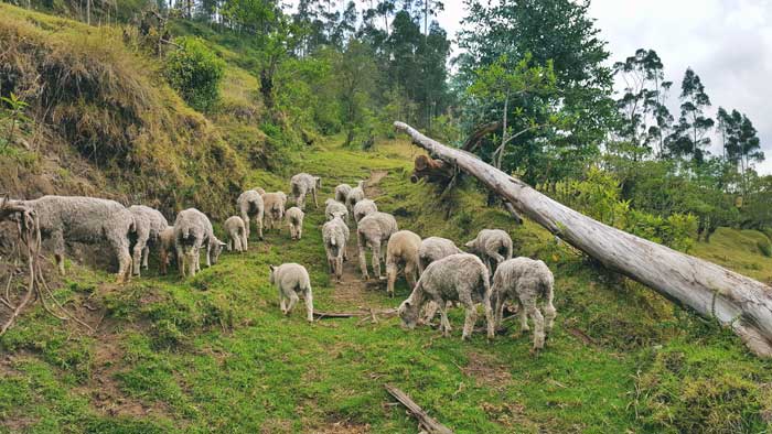 sheeps-on-the-trek