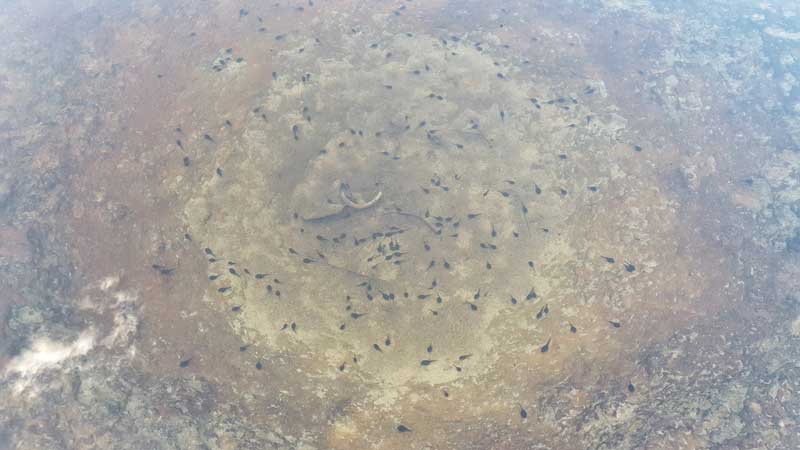 tadpoles