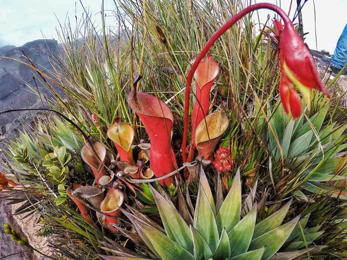 pitcher-plants