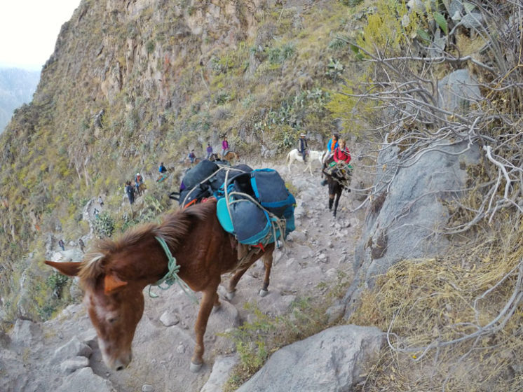 Salkantay Trek: Gringo Killers and Inca Flats - My Turn To Travel